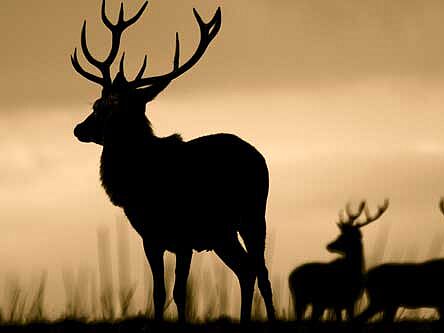 Hirsche auf dem Feld bei der Burg Altena